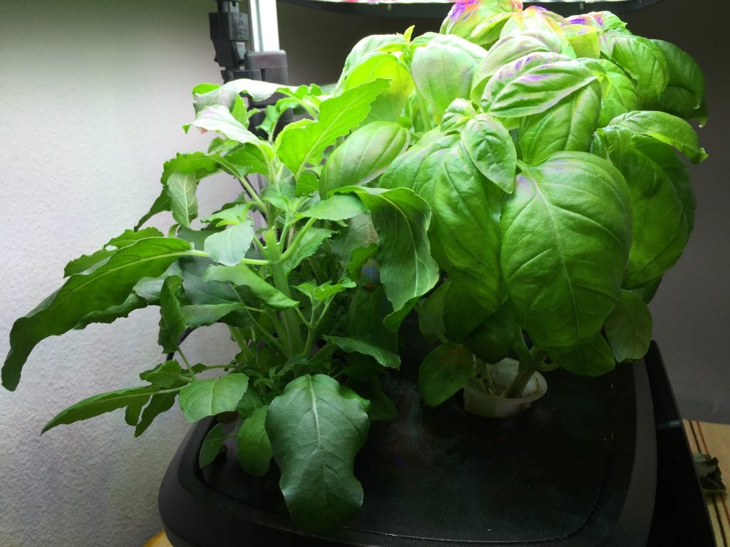 aerogarden basil