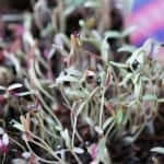 Growing Microgreens Part 1- Red and White Daikon, Wasabi, and Amaranth-5 (2)