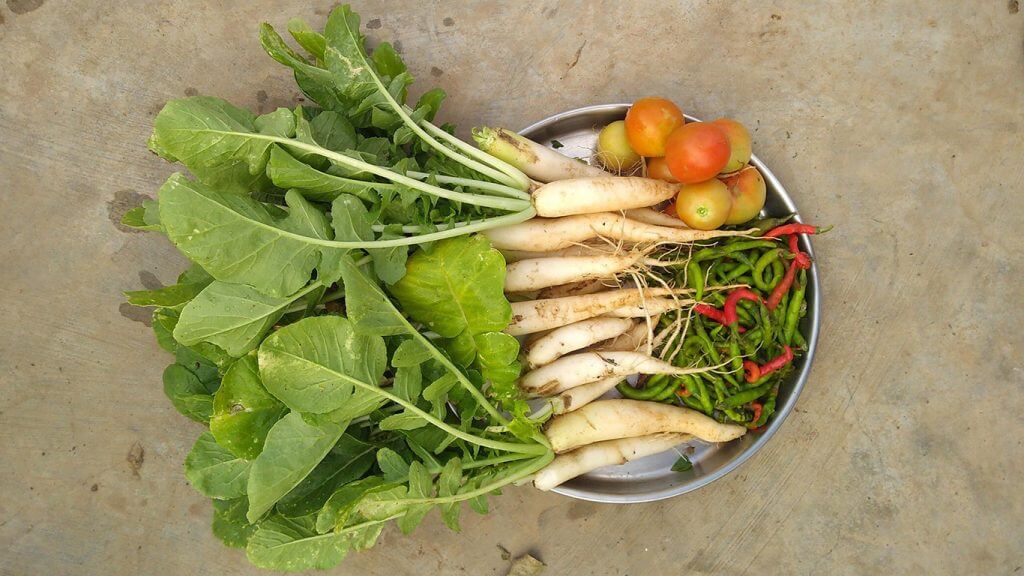 Daikon radish Japanese Otsukemono