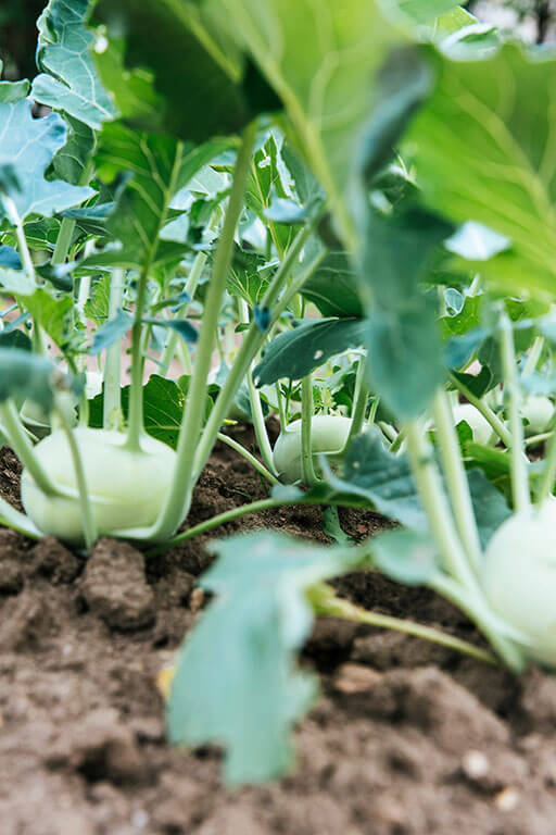 Daikon radish Otsukemono