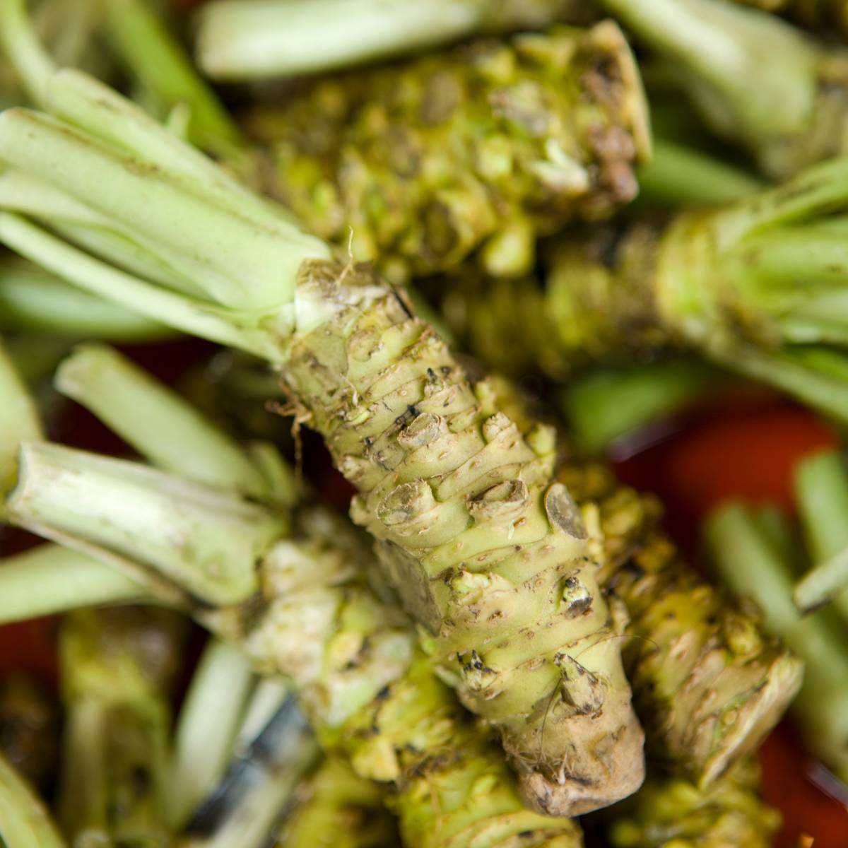 You Probably Haven’t Tasted Real Wasabi And Here’s Why