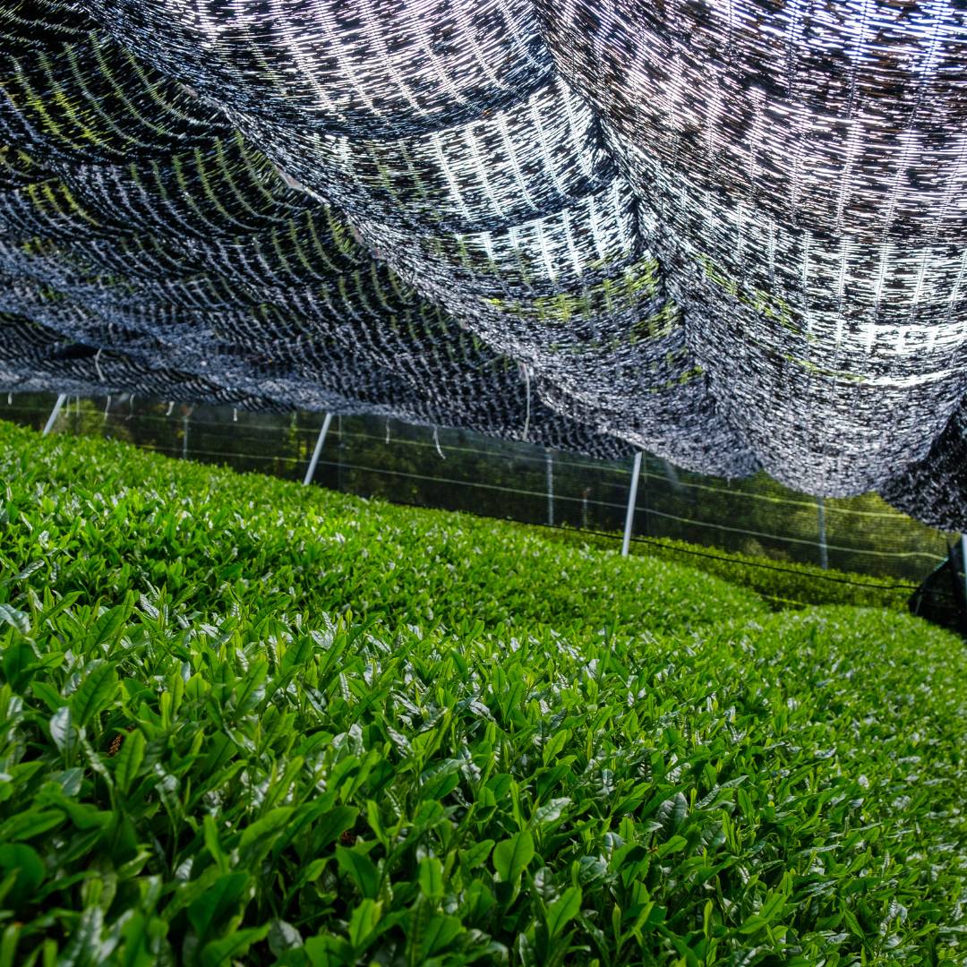 Cultivation of gyokuro green tea leaves