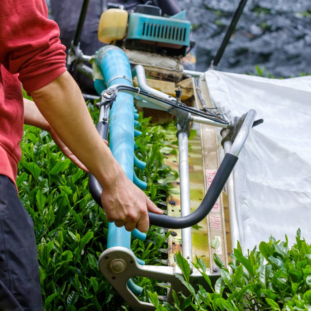 A man harvesting gyokuro tea