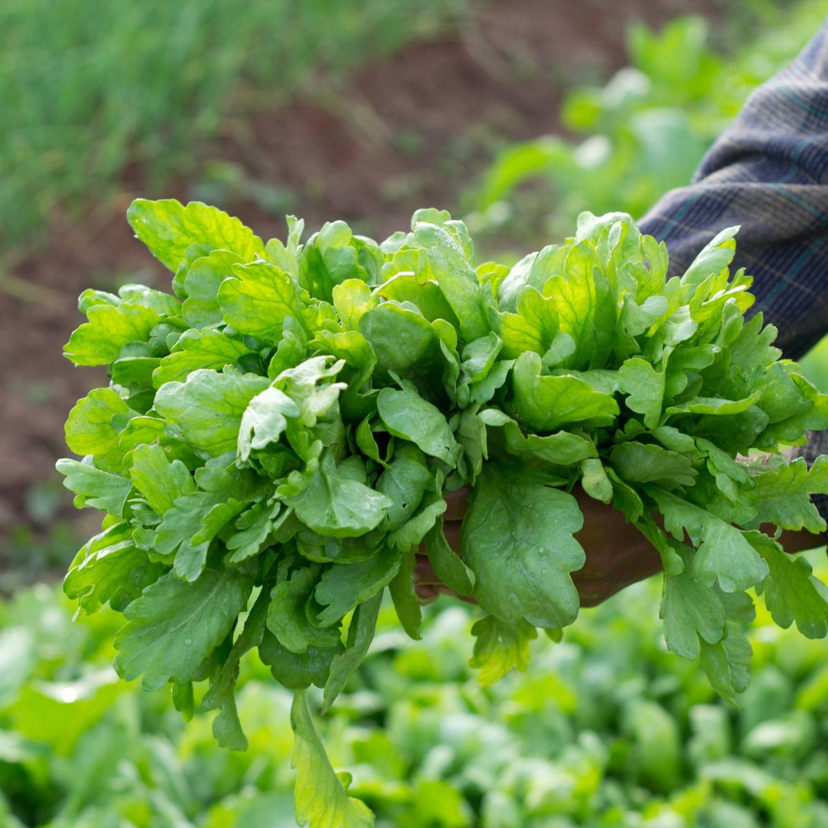 Harvesting of Shungiku