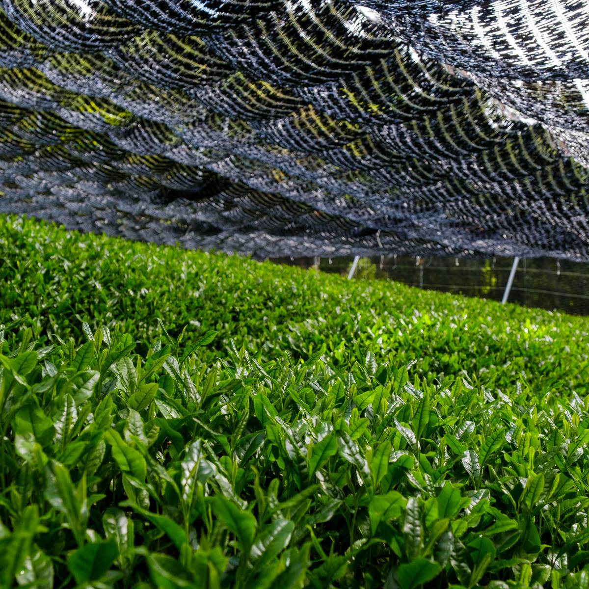 gyokuro tea cultivation