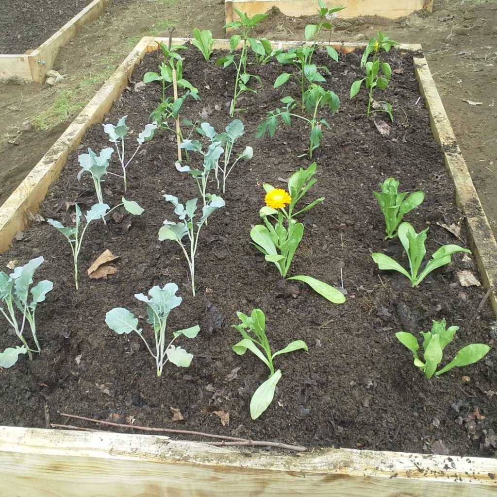 Boldly Growing Cedar Raised Planter Box with Legs