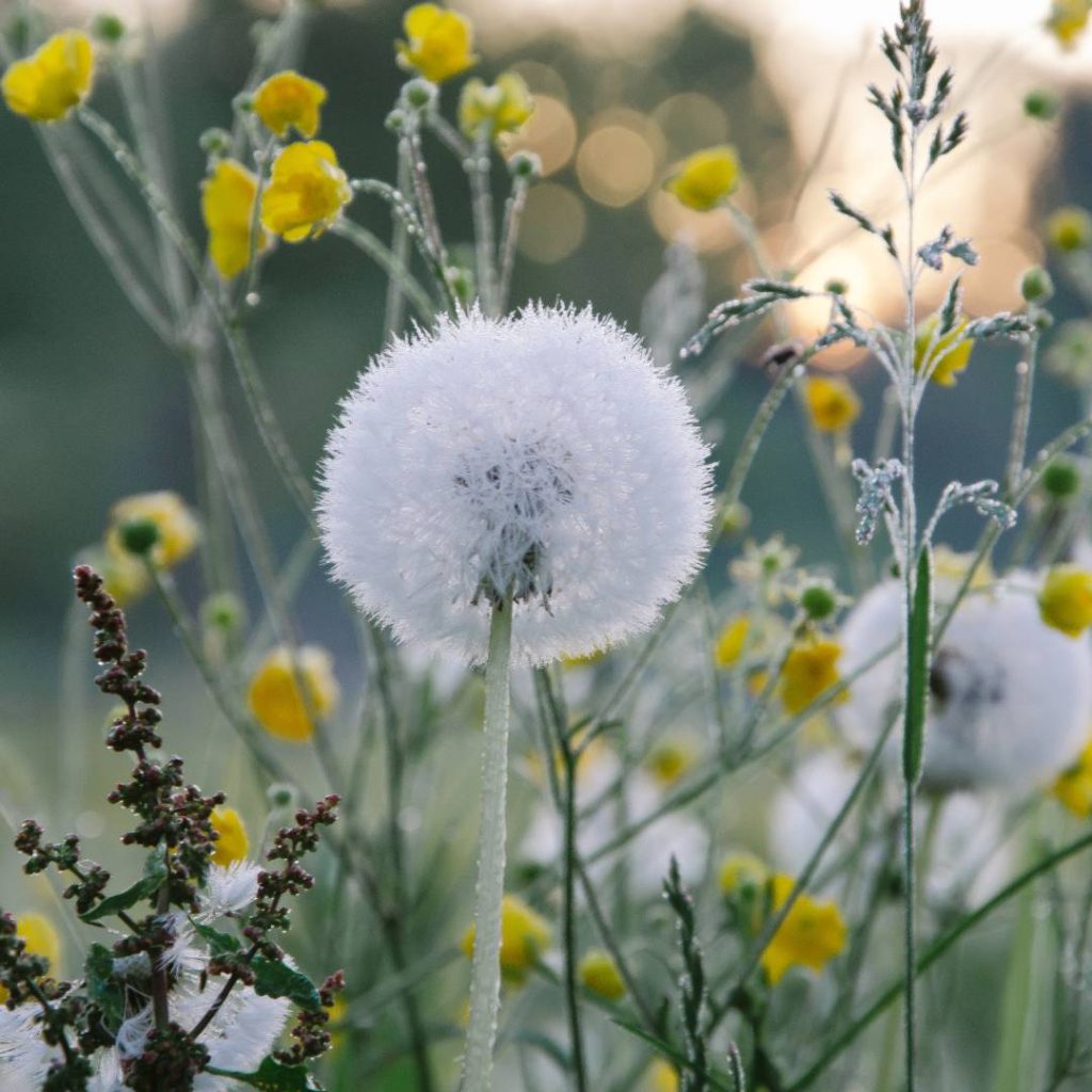 Macro Photography of White Dandelion Flower