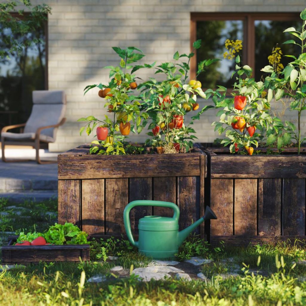 Raised garden bed to grow bell pepper