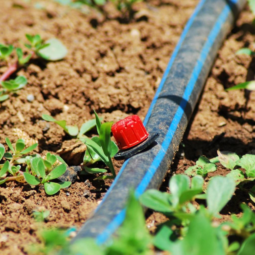 drip irrigation