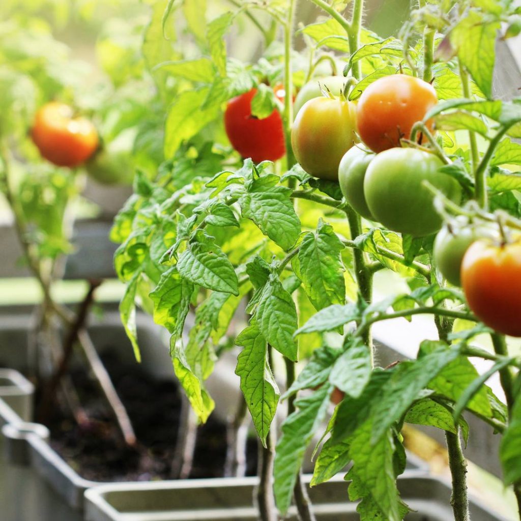 growing tomato in raised garden bed