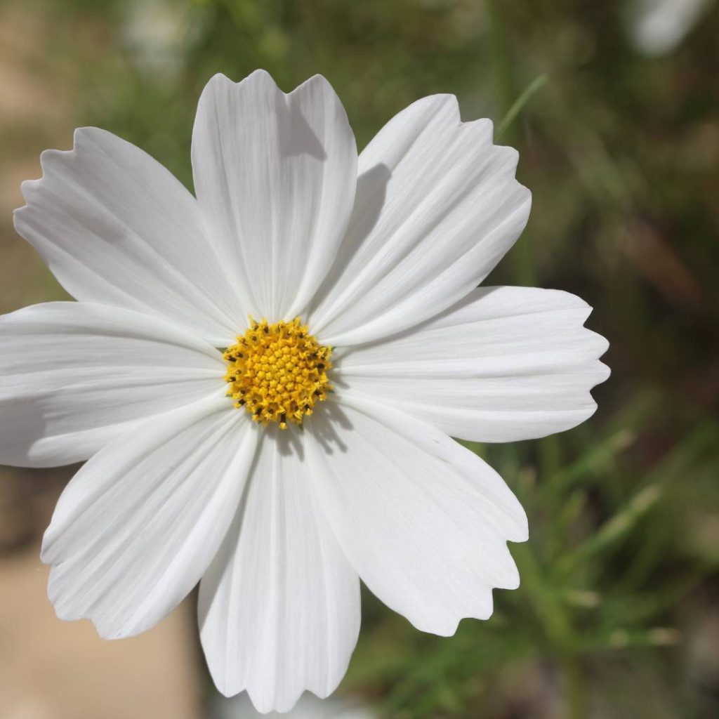 macro photography of white flower