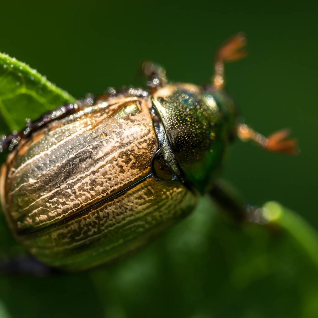 macro photography of beetle in a leaf