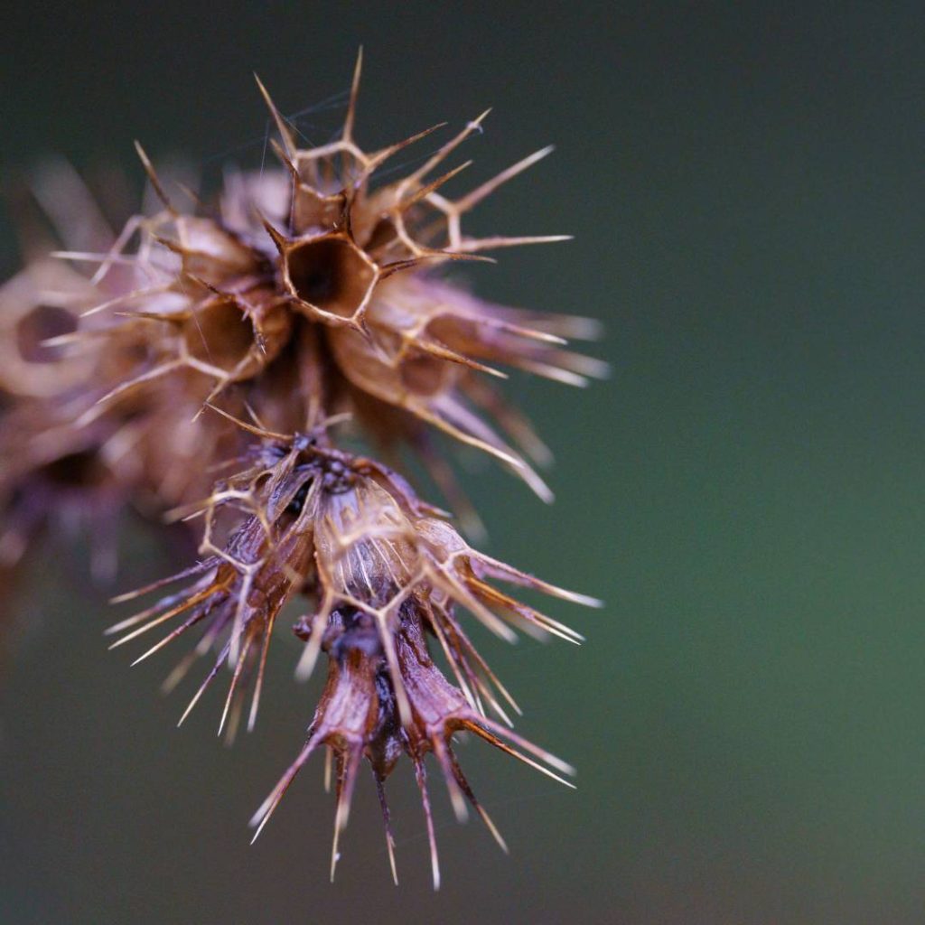 macro photopgraphy of plant