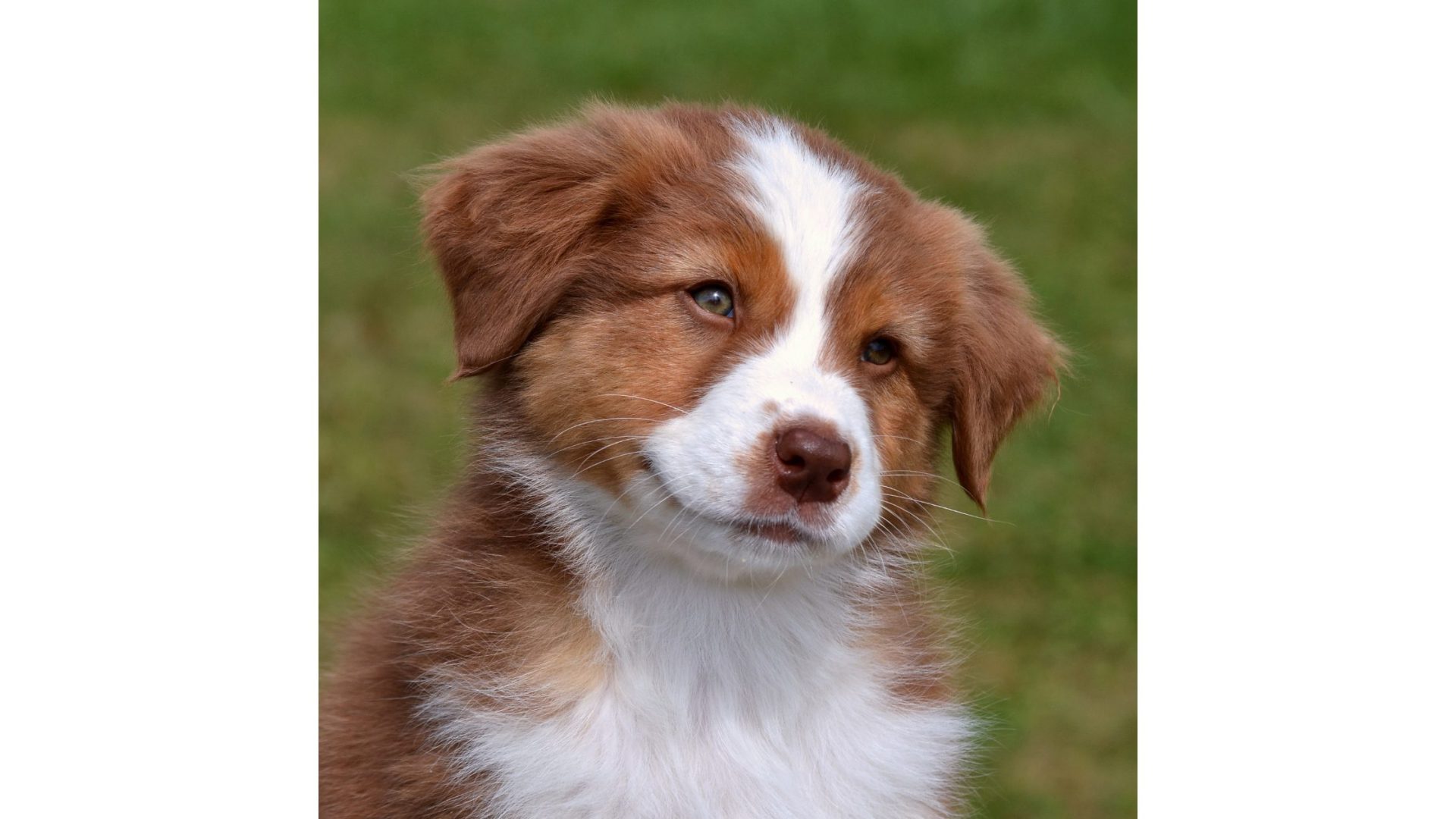 A brown and white puppy is looking at the camera.