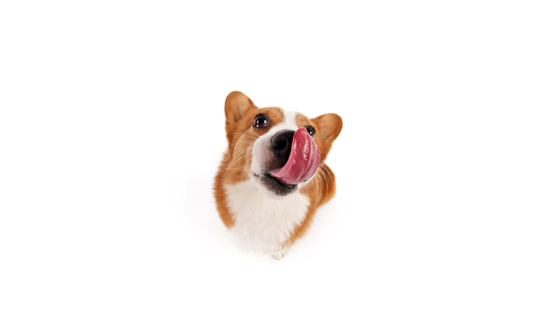 A corgi dog with its tongue out on a white background.