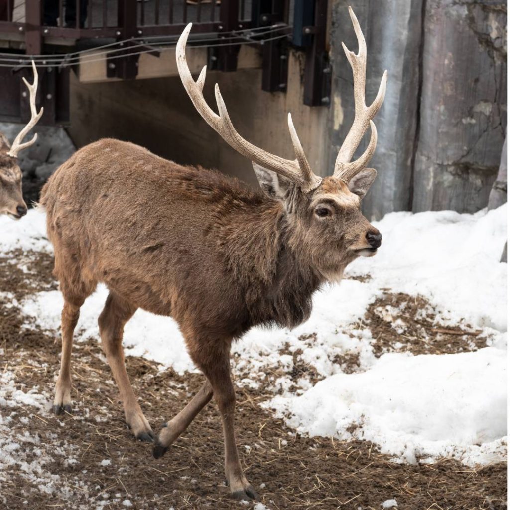 Two hokkaido deer walking in the snow at Asahiyama Zoo in Asahikawa.