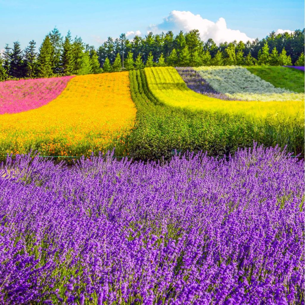 Farm Tomita in Furano