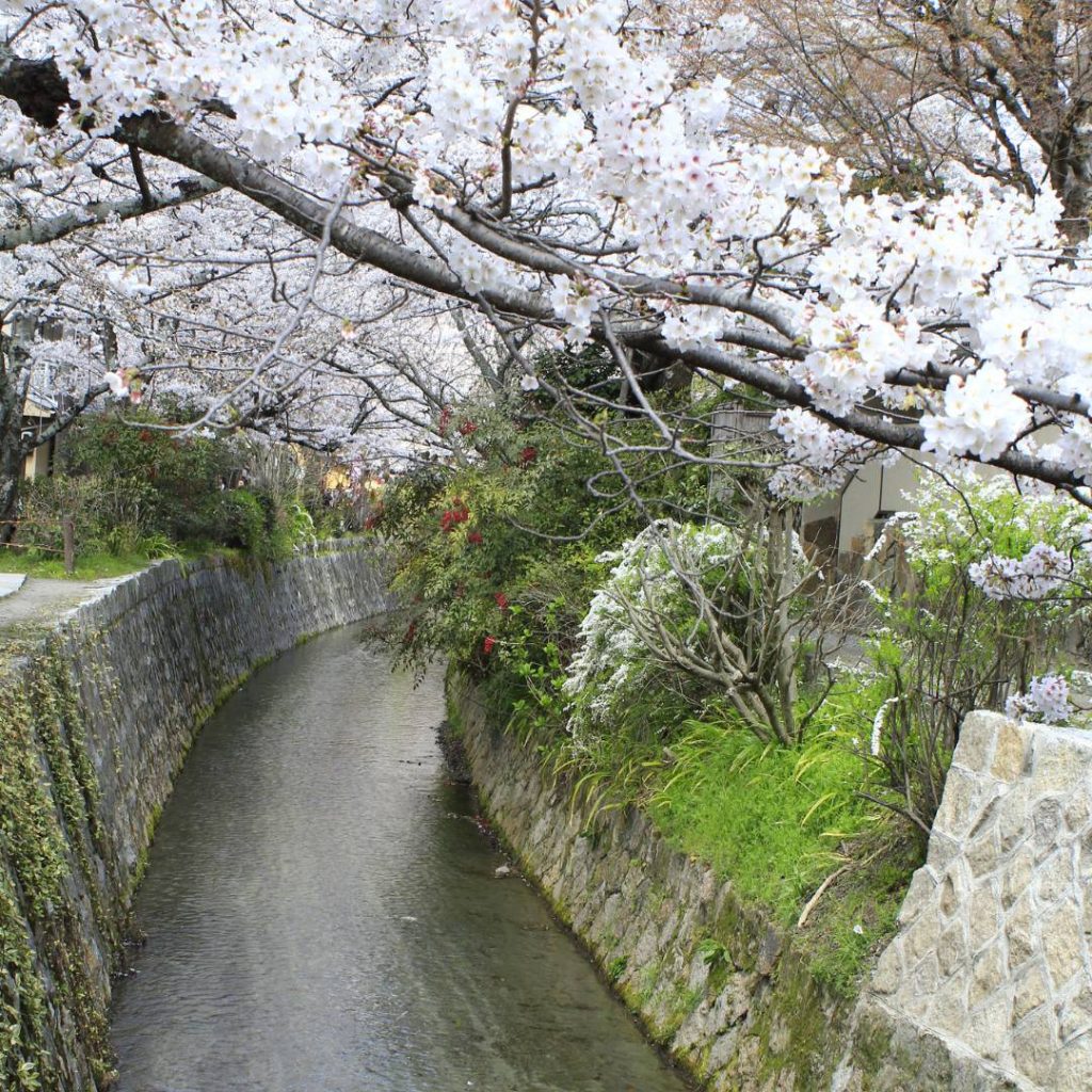 A Kyoto stream adorned with cherry blossoms.