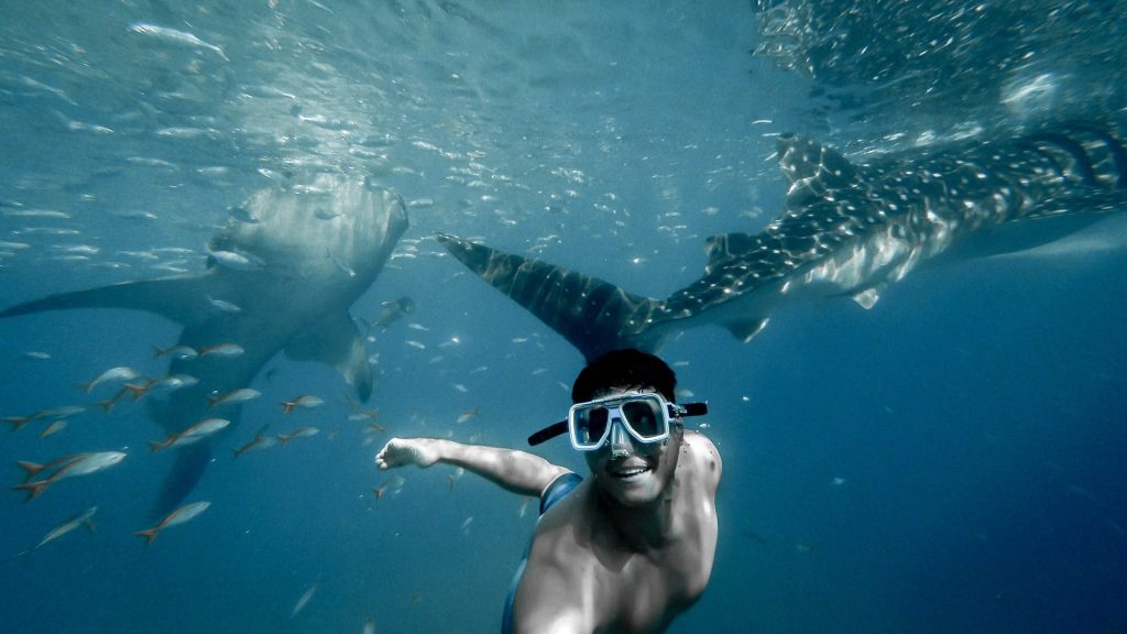 A man snorkels in front of a whale shark in Okinawa.