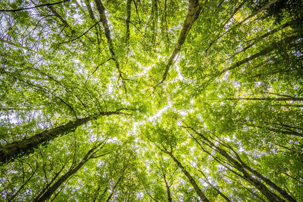 Looking up at the trees in a lush Okinawa forest.