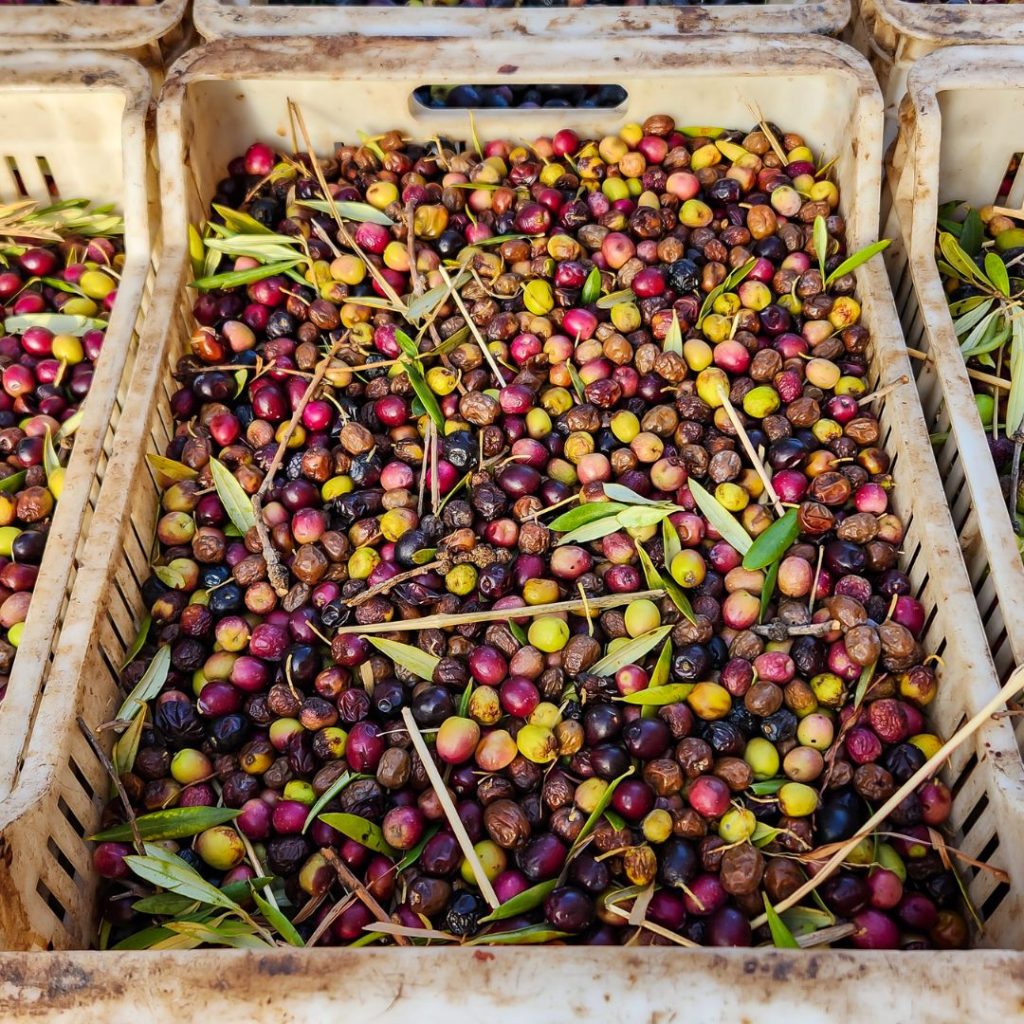 Tons of freshly picked olives lie on farm baskets.