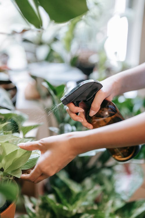 A woman cultivating a wasabi plant indoors using a spray bottle.