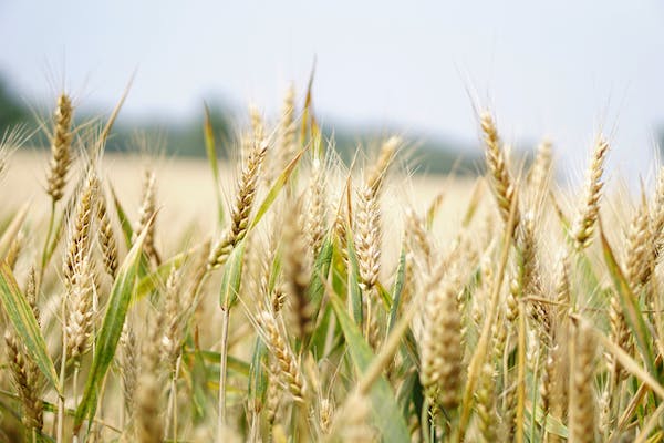 A field of wheat with a clear blue sky in the background.