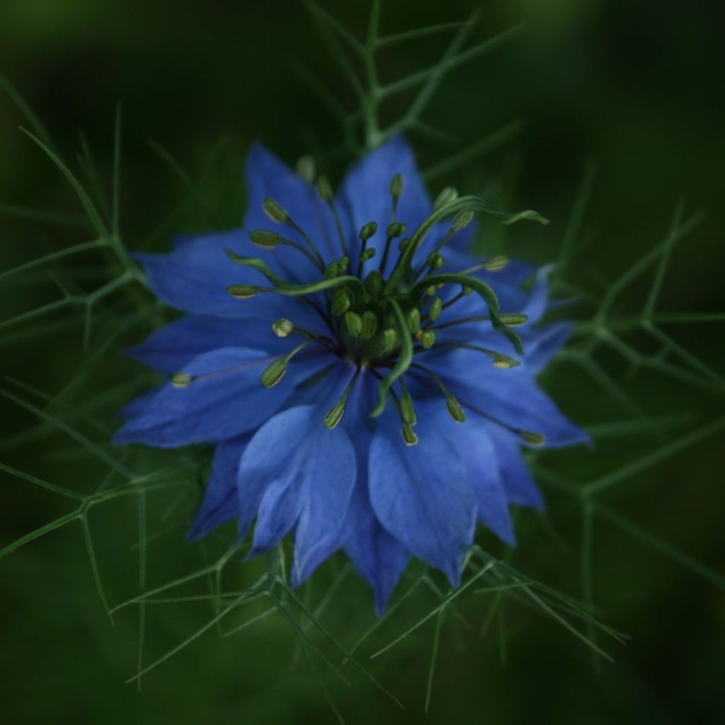 A blue flower named nigella sativa