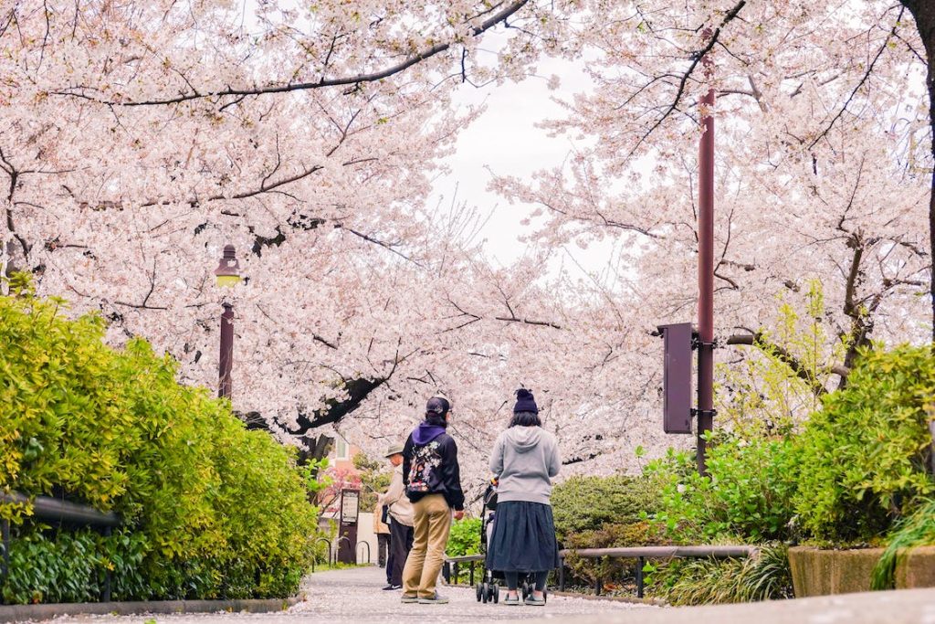 Cherry Blossom Festival at Yamazaki River