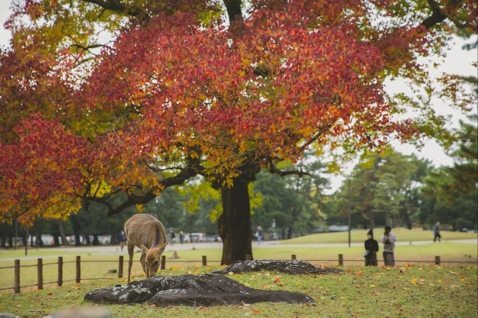 grazing deer at Nara Park Japan