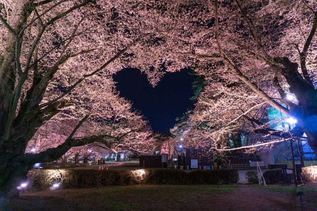 The Heart Sakura Hirosaki Park at Hirosaki Castle