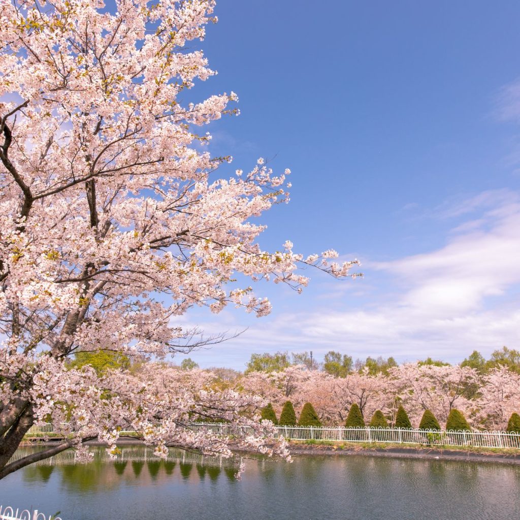 hokkaido cherry blossom