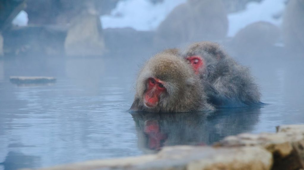 When is Winter in Japan featuring Jigokudani Monkey Park,