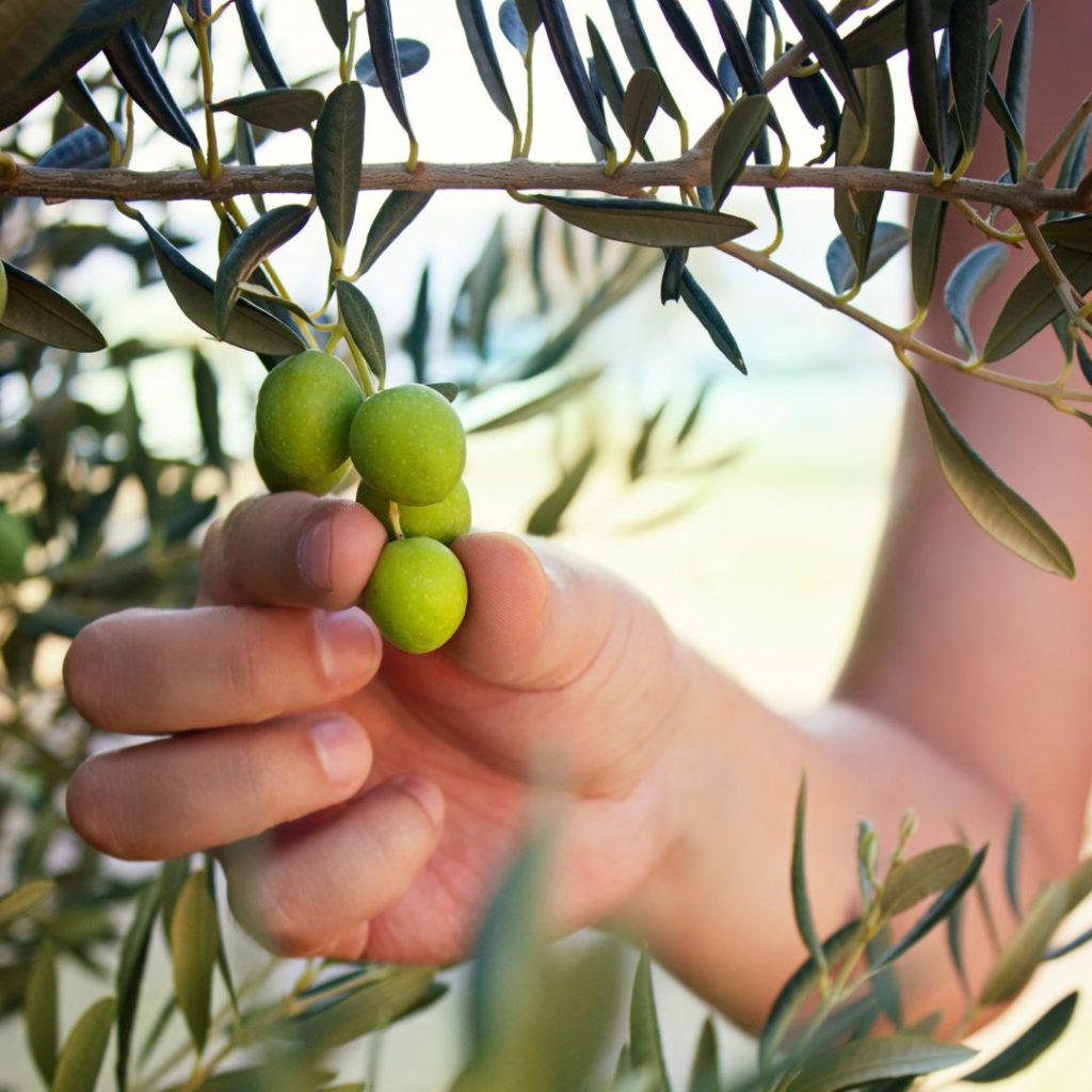 Olive fruits get picked from their tree.