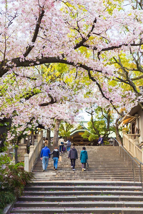 Best Time to Go to Japan for Cherry Blossoms featuring the steps at the Osaka Castle Park