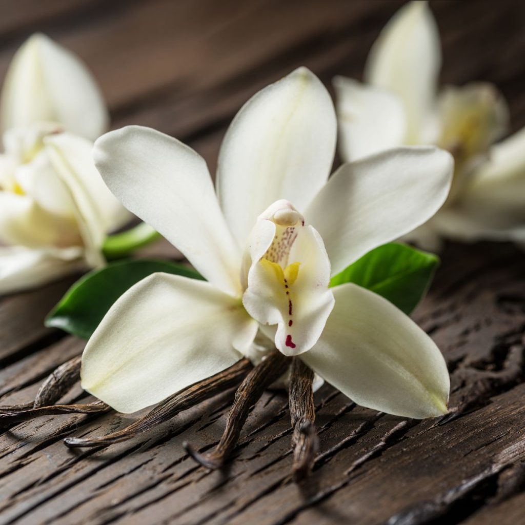 vanilla orchid with dried vanilla sticks