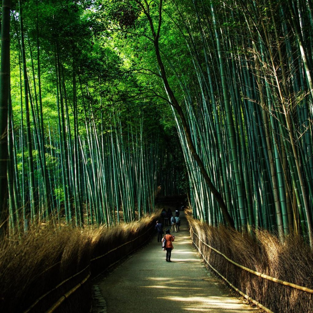 arashiyama bamboo grove