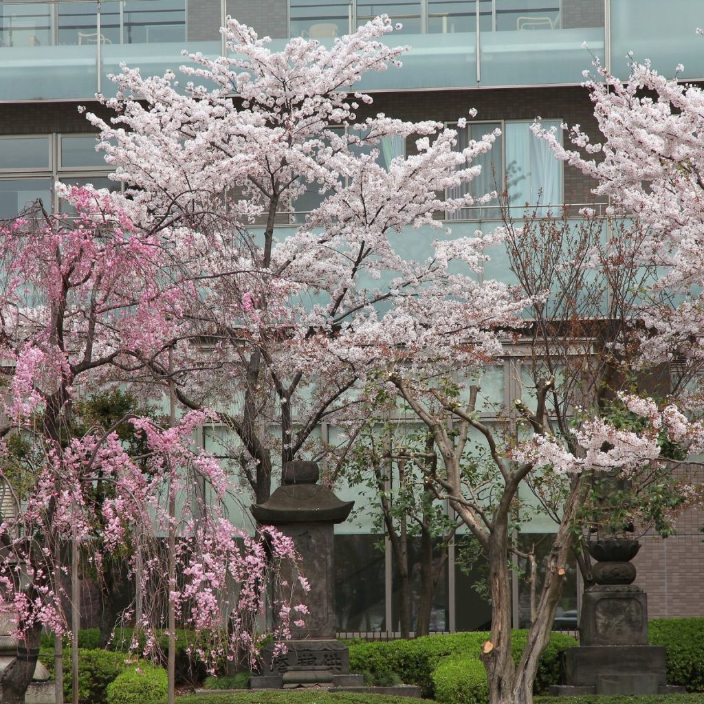 cherry blossom in Japan