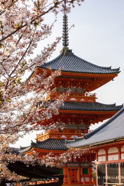 kiyomizudera temple in kyoto with sakura tree in the foreground