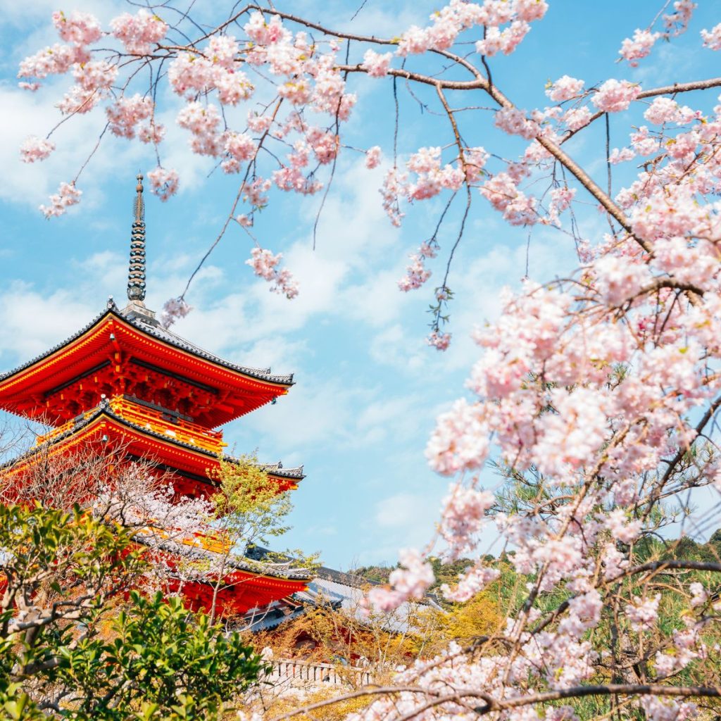 kyoto cherry blossom