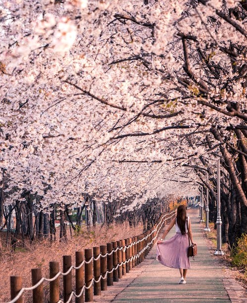 lady walking through the sakura trees