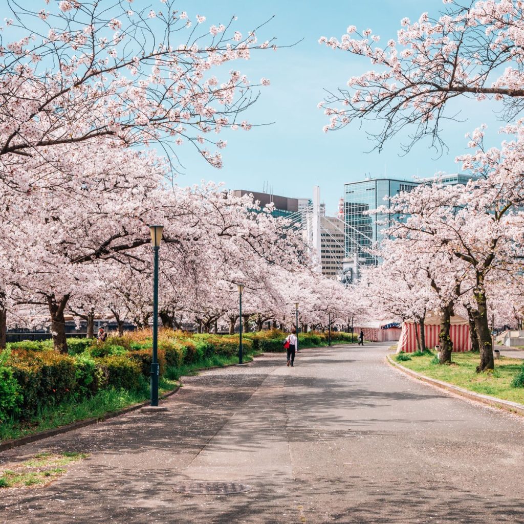 osaka cherry blossom