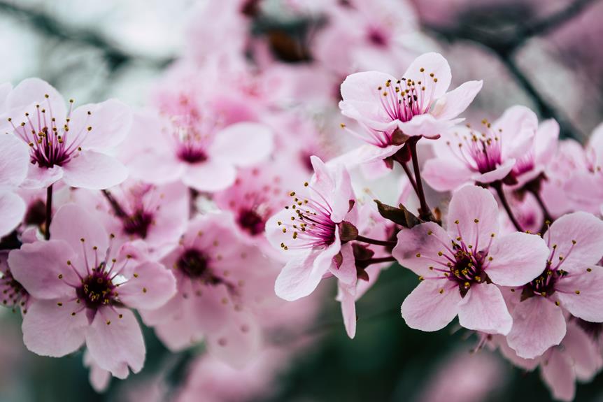 stunning cherry blossom spectacle