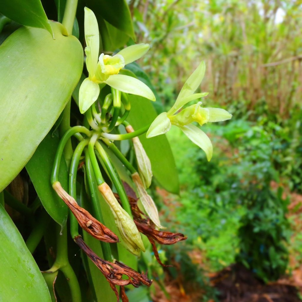 Vanilla flowers plantation