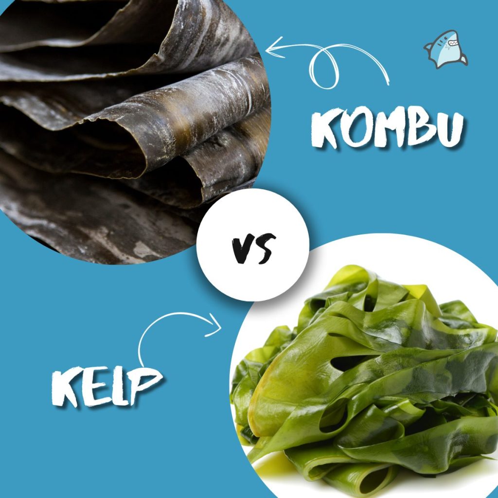 Kombu - Ingredient