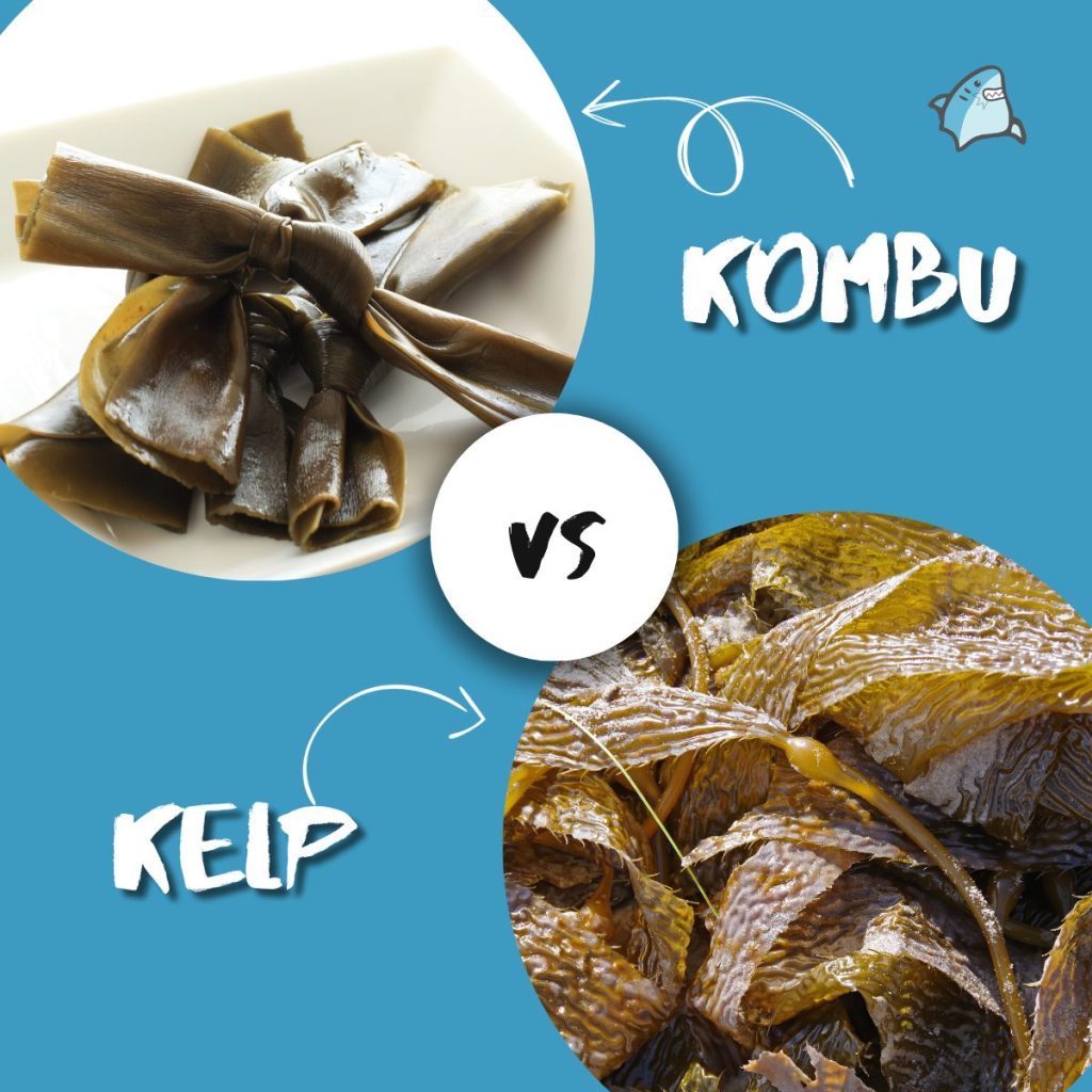 Kombu vs Kelp: Nutritional Composition