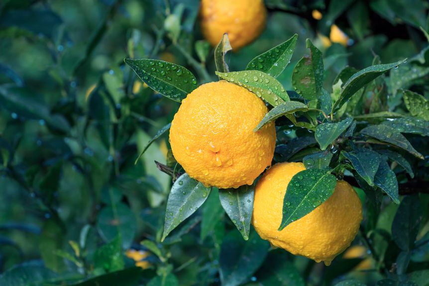 Japanese citrus varieties blog image