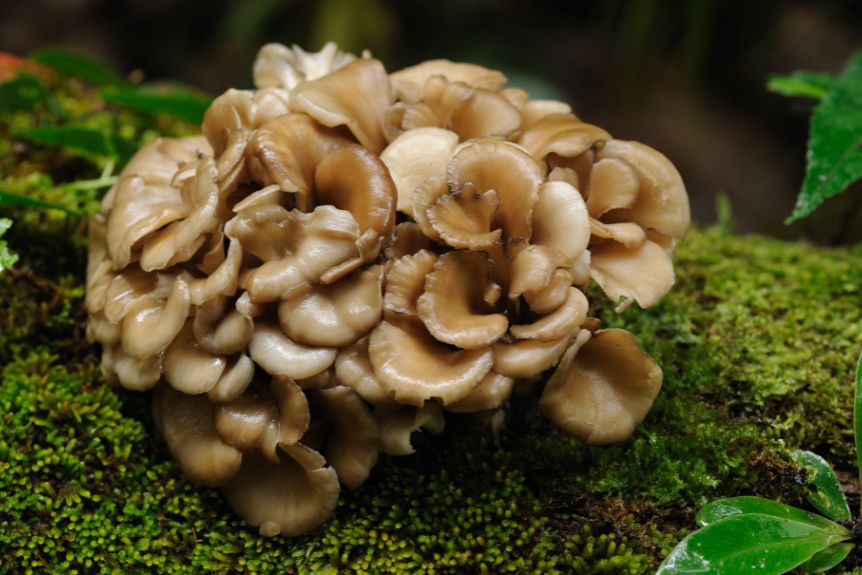 Maitake Japanese mushrooms grow in the forest