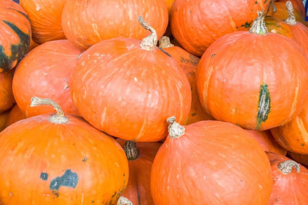 Japanese pumpkins