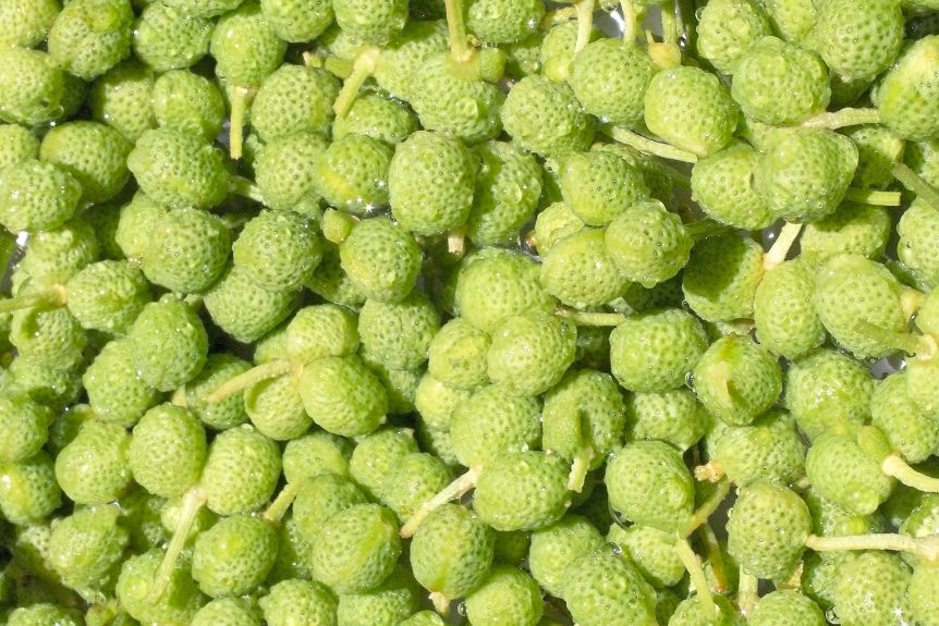 a close up image of sansho peppers